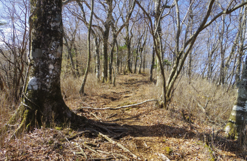 �u�i�̖؂𒭂߂Ȃ���i�݂܂�