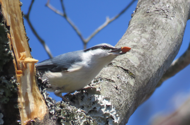 �H�����̃S�W���E�J��