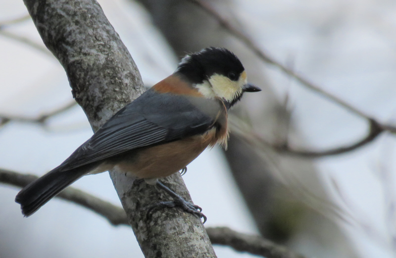 ���}�K��