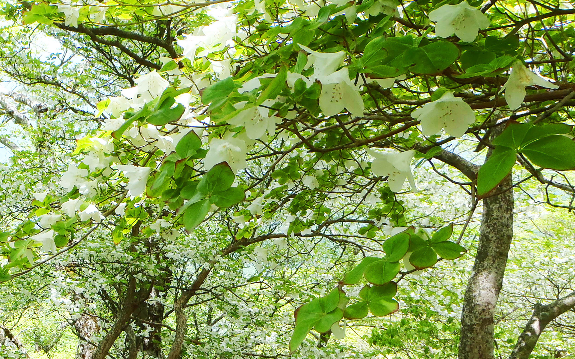 �@�w���ہ@�u����܂�0.8km�x���`�v����8�����o�����Ƃ���̃V�����V�I�@�ǎ��p