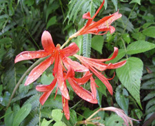 �L�c�l�m�J�~�\��