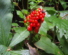 �}���V�O�T