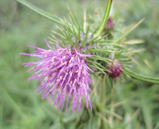 �g�l�A�U�~