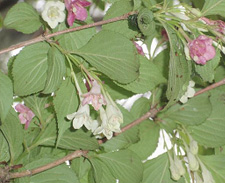 �j�V�L�E�c�M�H