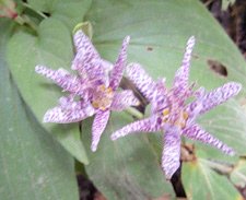 �z�g�g�M�X