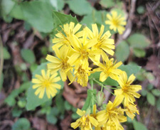 ���N�V�\�E