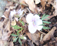 �G�C�U���X�~��