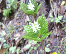 �q�g���V�Y�J