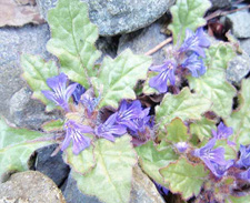 �L�����\�E