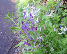 �����T�L�P�}��