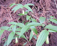 �z�E�`���N�\�E