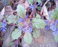 �L�����\�E