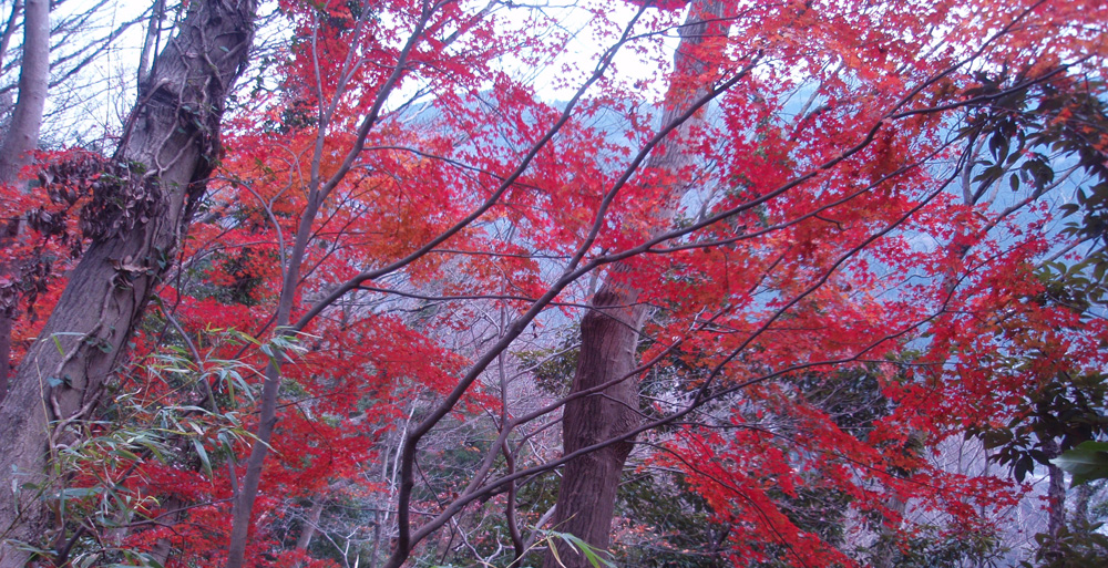 ���R�N���X�}�X�C�u�̍g�t