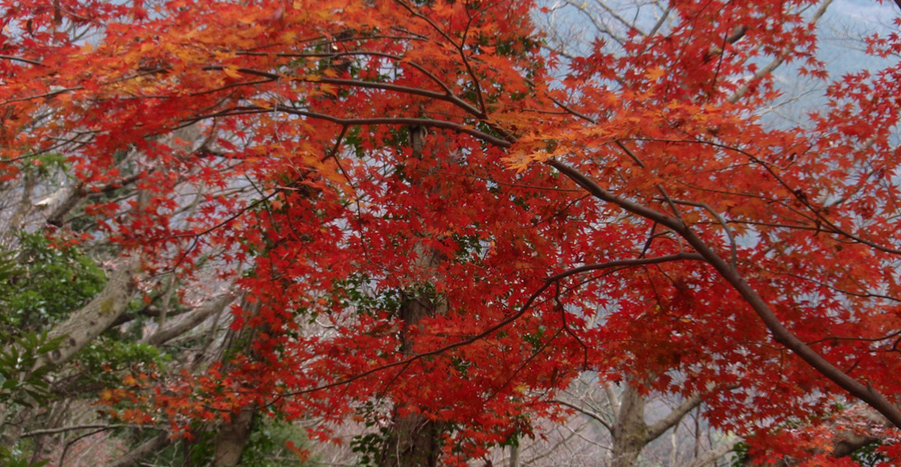 ���R�N���X�}�X�C�u�̍g�t