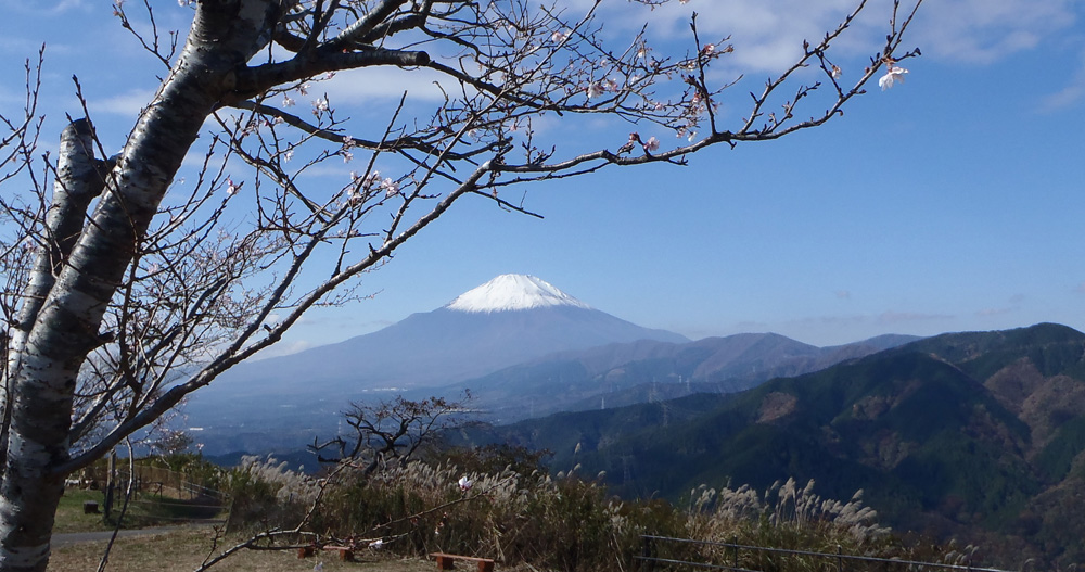 ���R�R����11���ɍ炭���ƕx�m�R