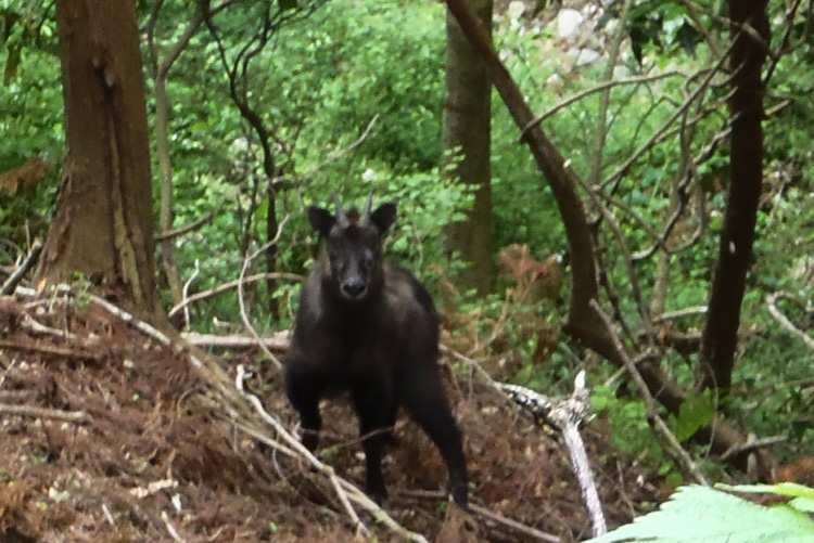 ���R�̃J���V�J