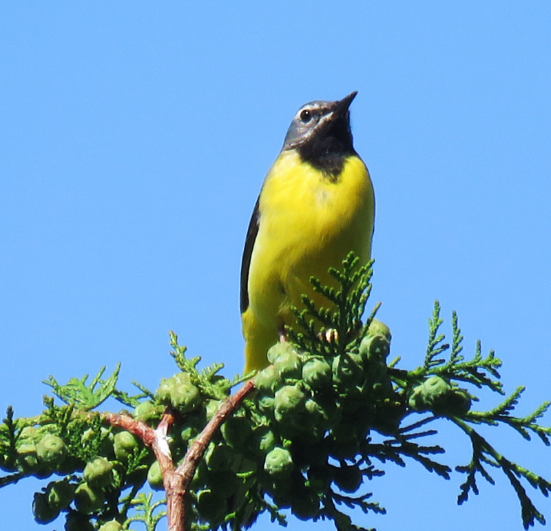 ���R�̃L�Z�L���C