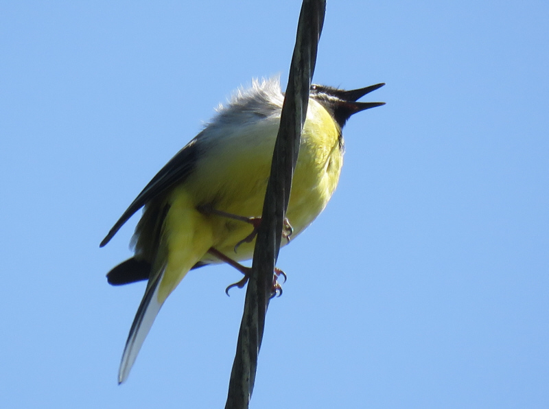 �L�Z�L���C