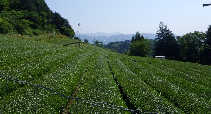 茶畑