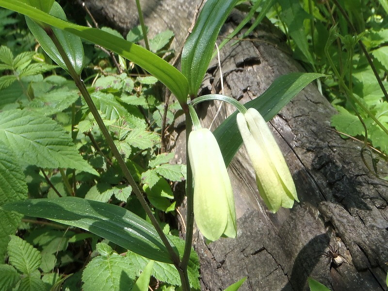 ホウチャクソウ