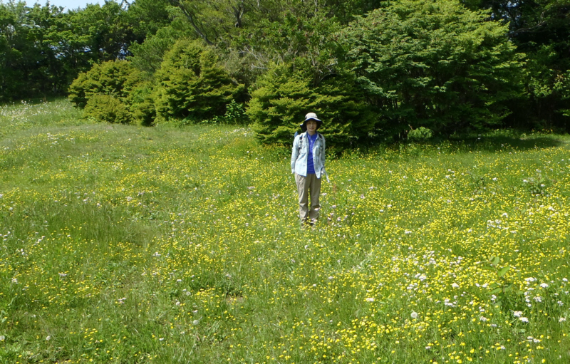 足柄城址はお花畑