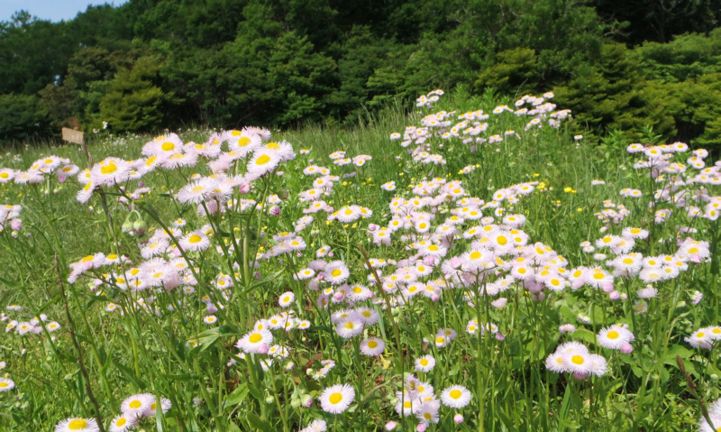 足柄城址はお花畑