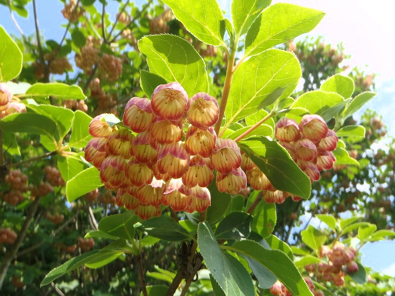 サラサドウダン