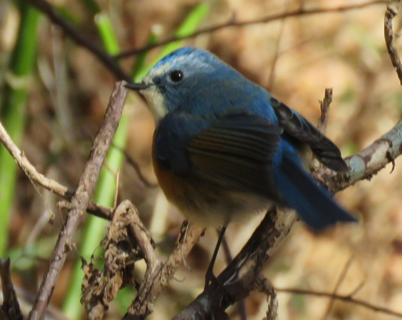 ルリビタキのオス