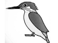 藤沢市の「市の鳥」カワセミ