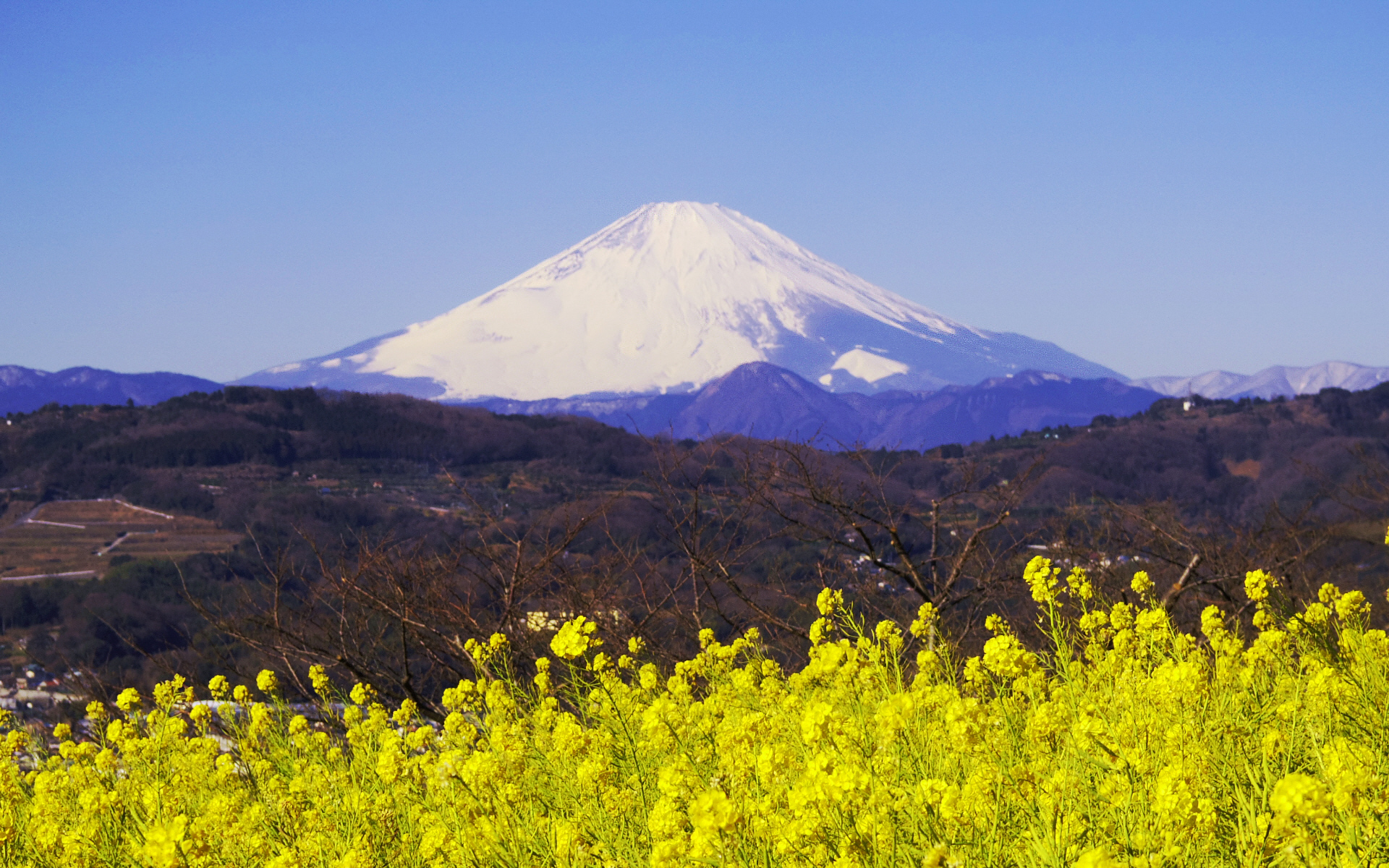 ��ȎR����̕x�m�R�@�@�@�؂̉Ԃƕx�m�R