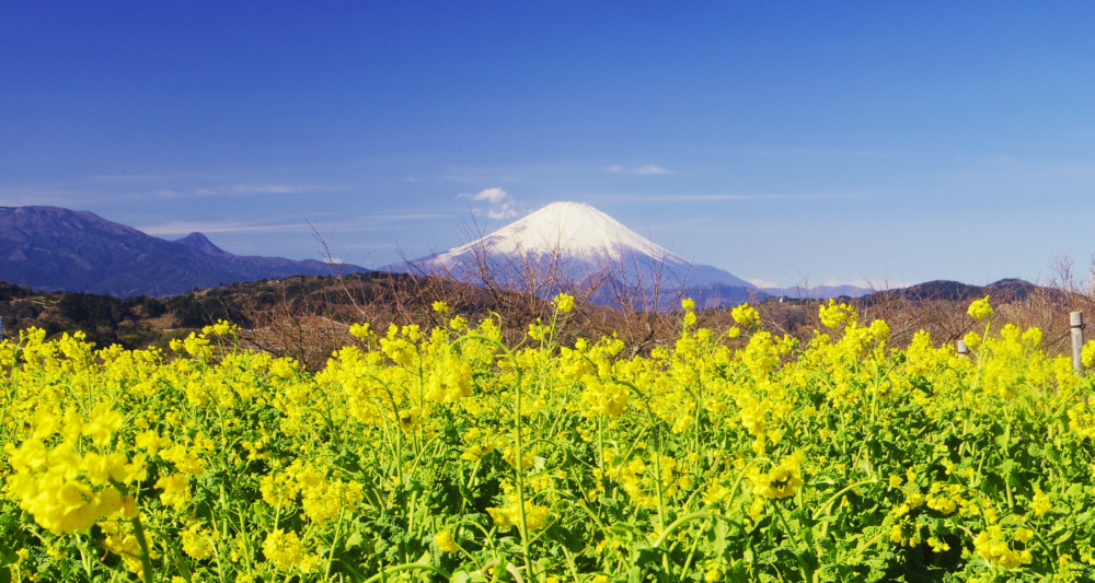吾妻山山頂上広場からの菜の花と富士山