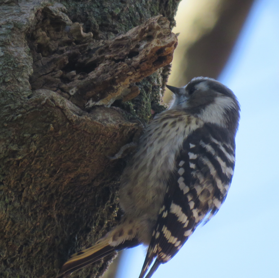 吾妻山で撮影したコガラ