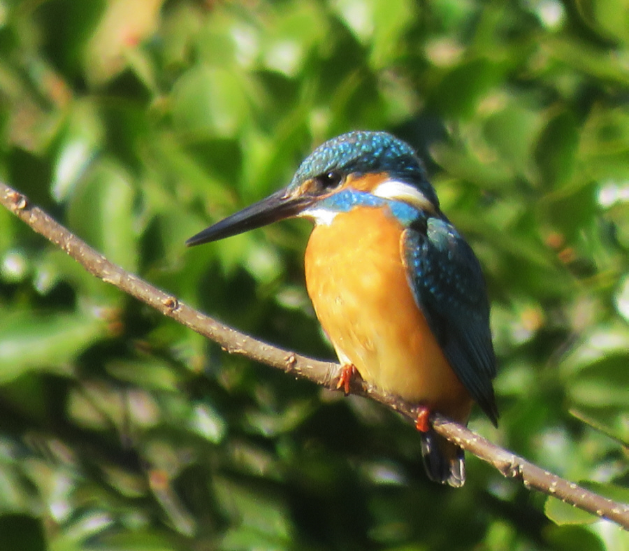 吾妻山で撮影したカワセミ