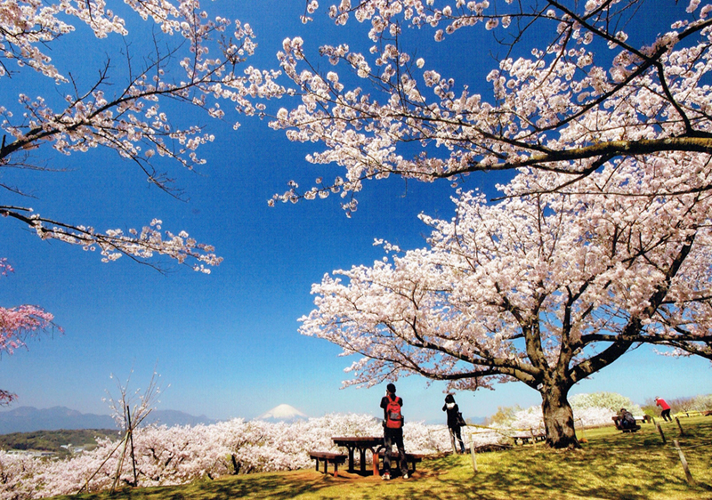 吾妻山からの桜と富士山