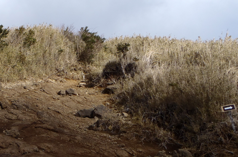 笹に囲まれた道を登ります
