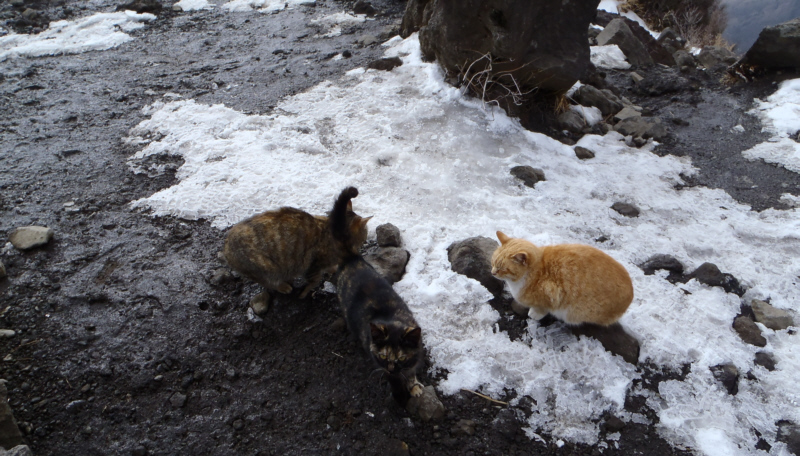 　「金時娘の茶屋」の猫