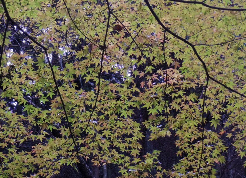浅間山-湯坂城跡