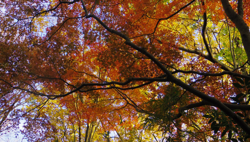 浅間山-湯坂城跡