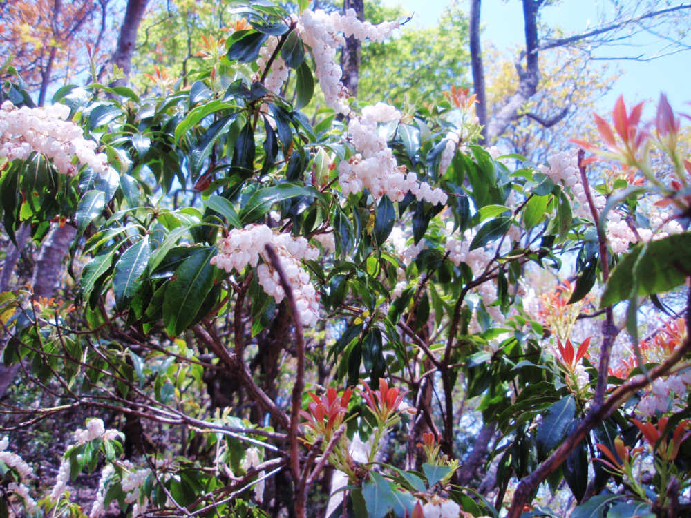 ふっくらとした花