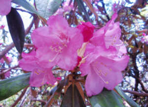 アマギシャクナゲ