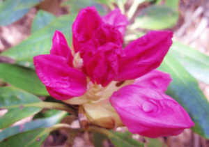 アマギシャクナゲ