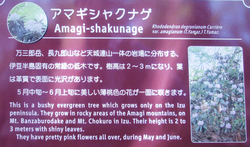 アマギシャクナゲ説明板
