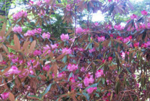 アマギシャクナゲ