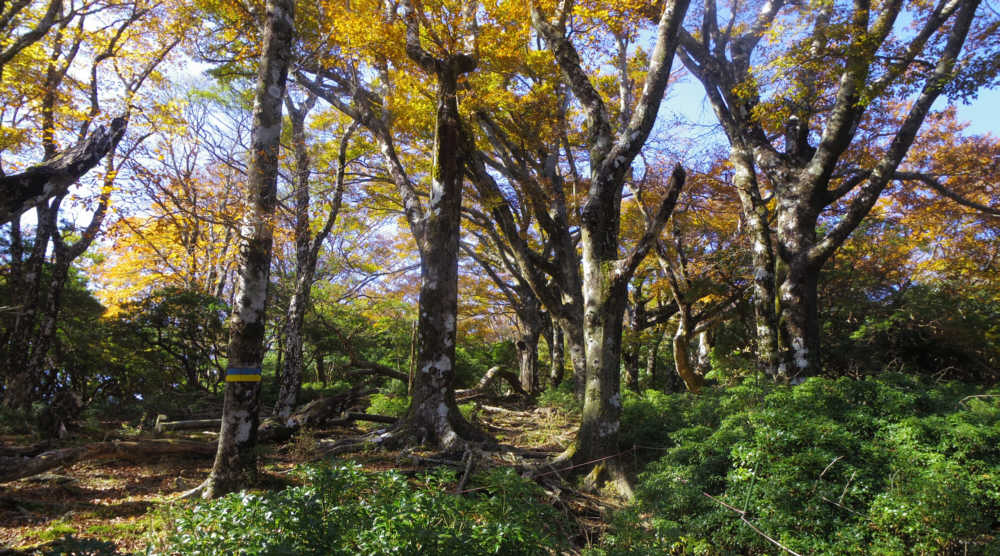 万三郎岳への道