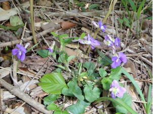 タキツボスミレ