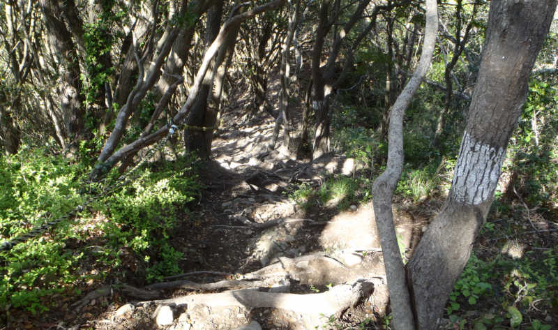 尾根道を進みます