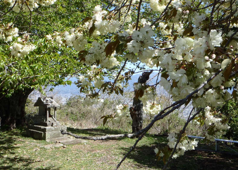 ヤエザクラの白い花