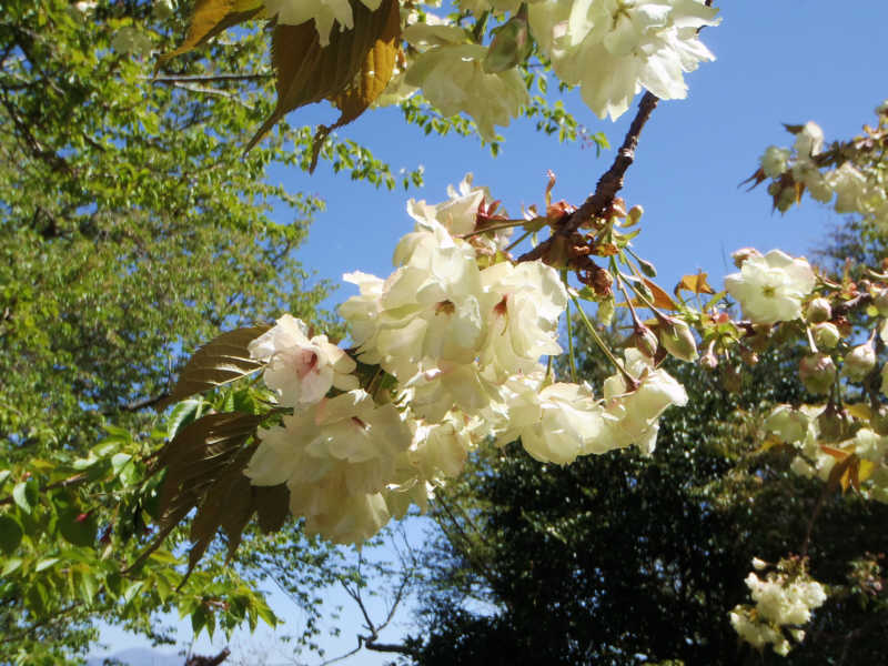 ヤエザクラの白い花