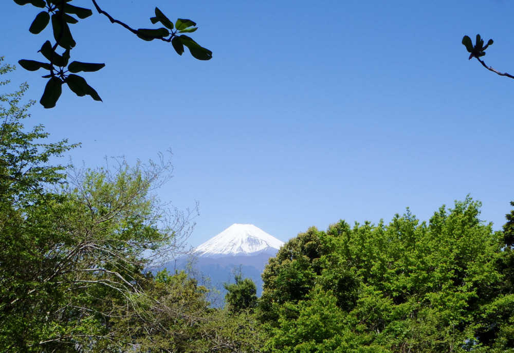 徳倉山の方に進むと富士山