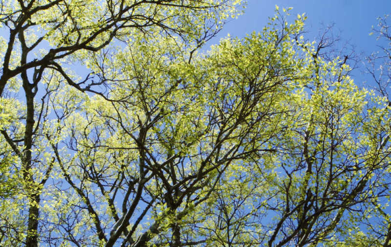 青い空に若葉